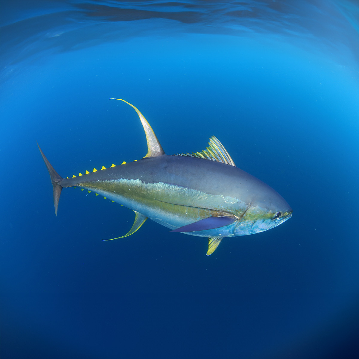 Yellowfin tuna — Thunnus albacares